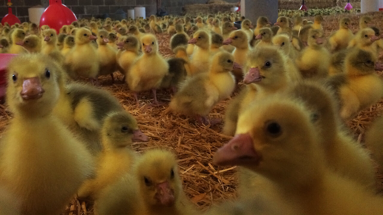 New Arrivals - Goslings